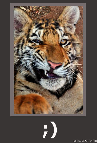 1262202713_tiger2010_card.jpg