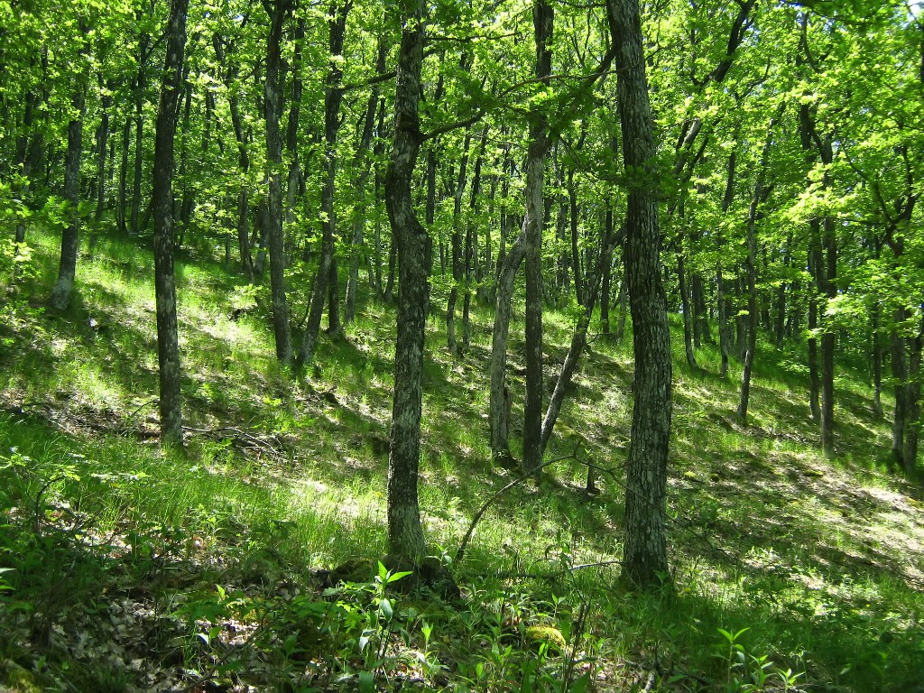 IMG_7784.JPG