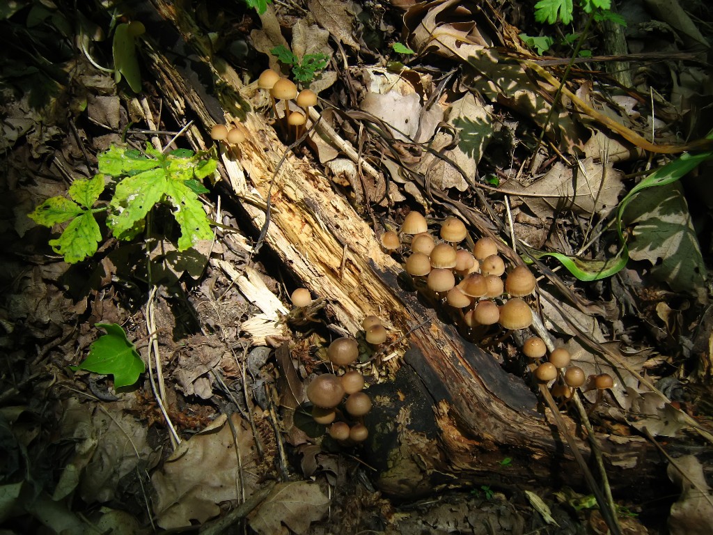 IMG_7790.JPG