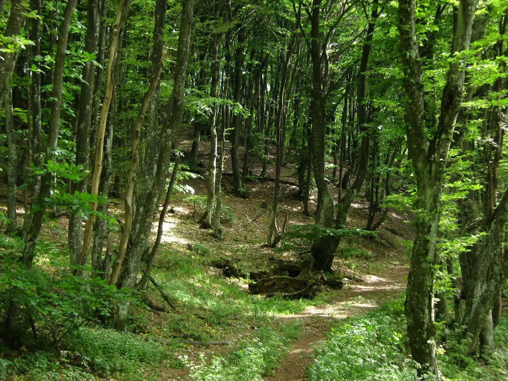 IMG_7806.JPG