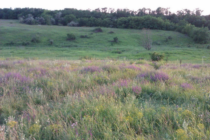IMAG0039.jpg