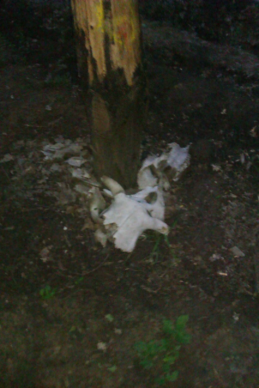 IMAG0142.jpg