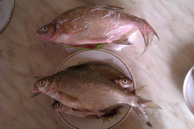 IMAG0209.jpg