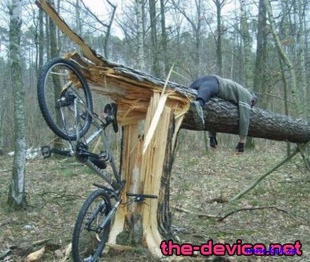 1204230236_rad_baum.jpg