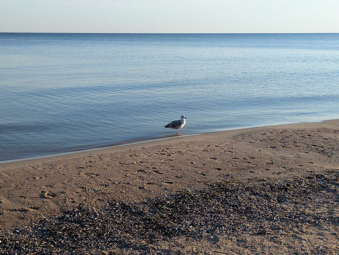 seagull.jpg