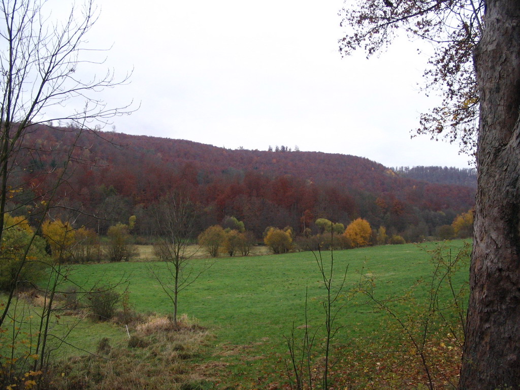 IMG_2666.jpg