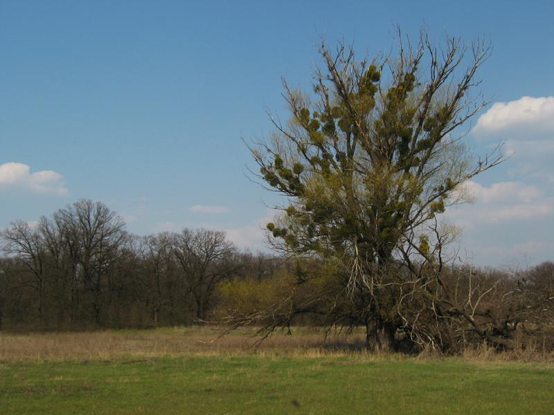 IMG_3693_resize.jpg